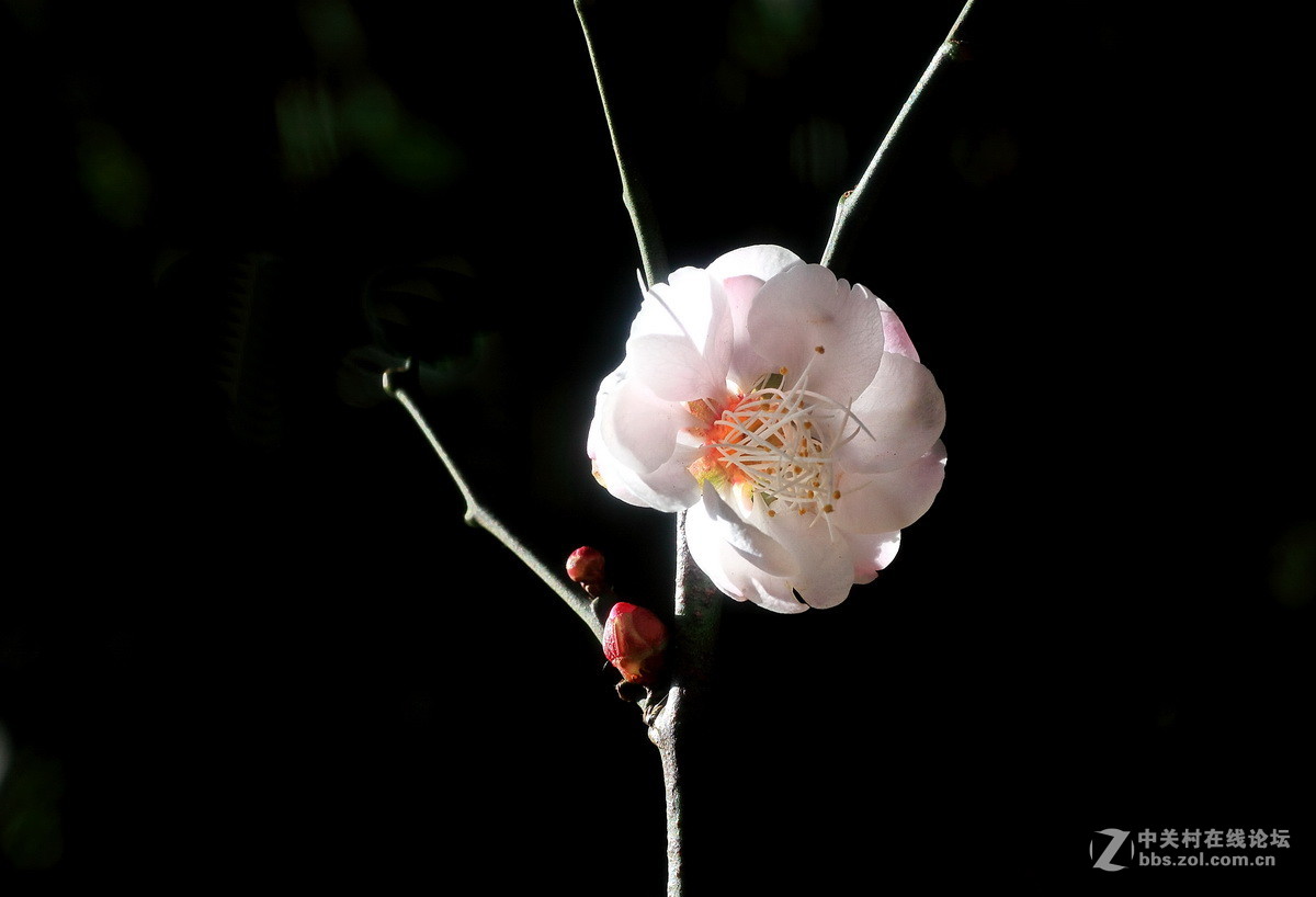 今年梅花初开放