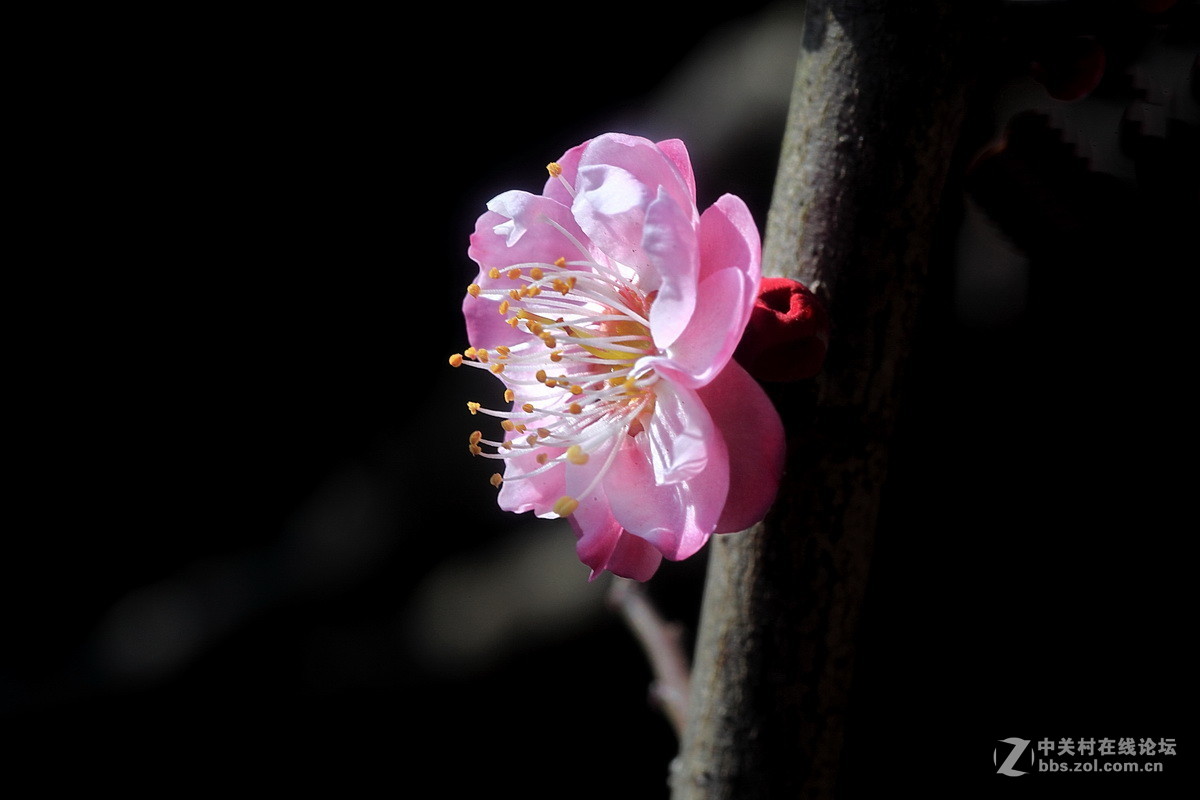 今年梅花初开放