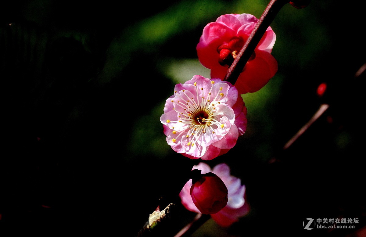 今年梅花初开放