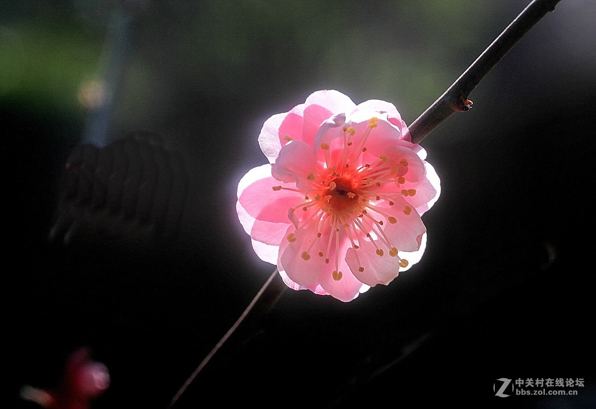 今年梅花初开放
