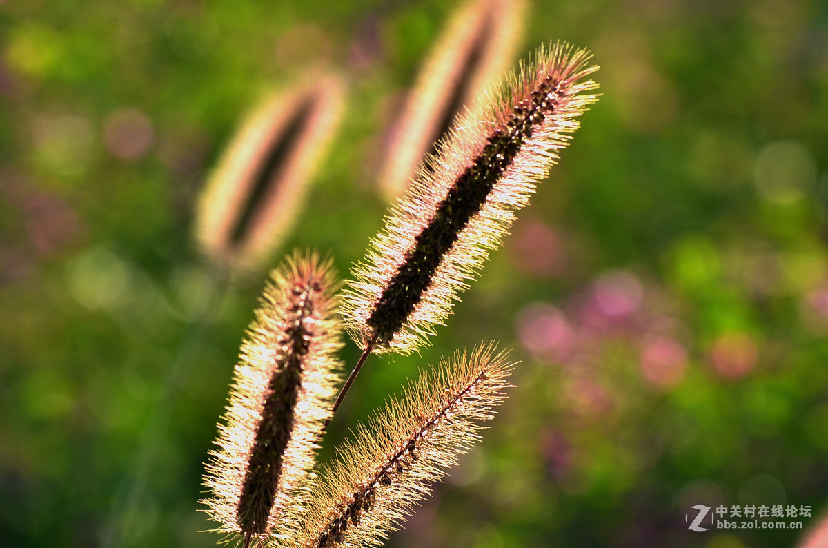 虎尾草