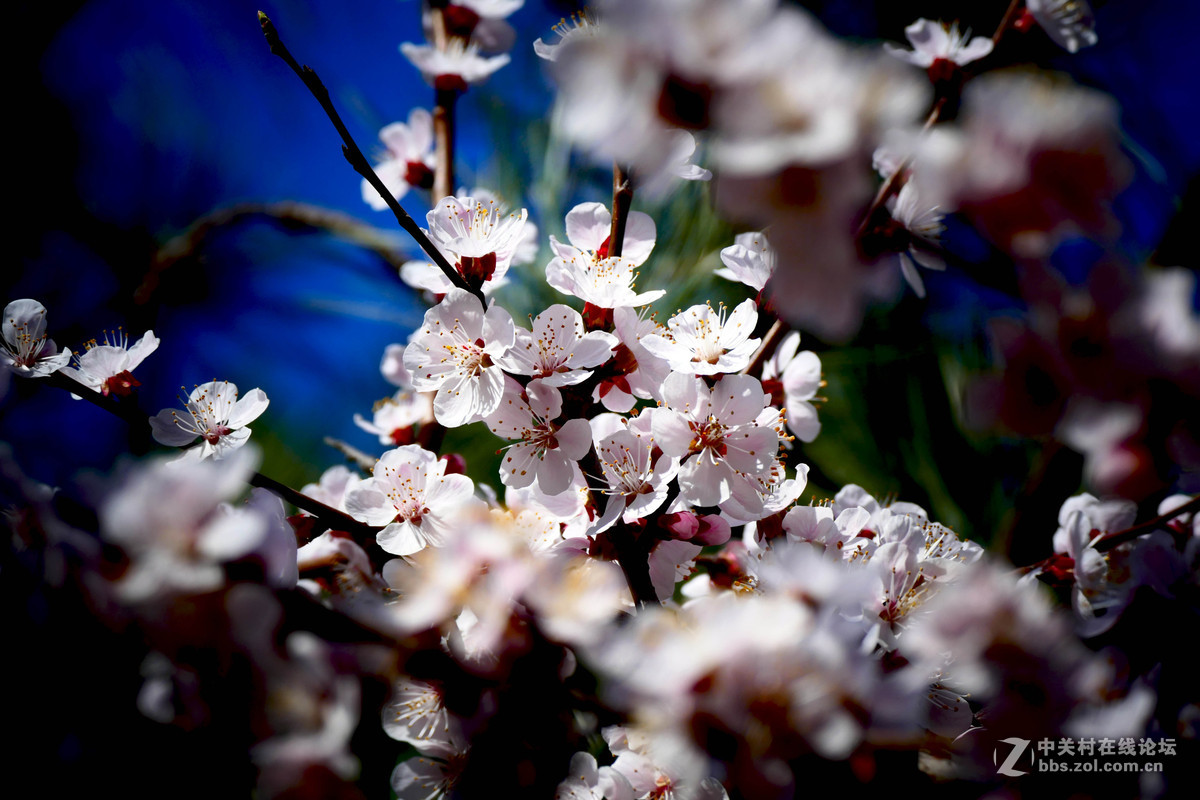 莱卡蓝-玉渊潭拍樱花（风大！有影响）