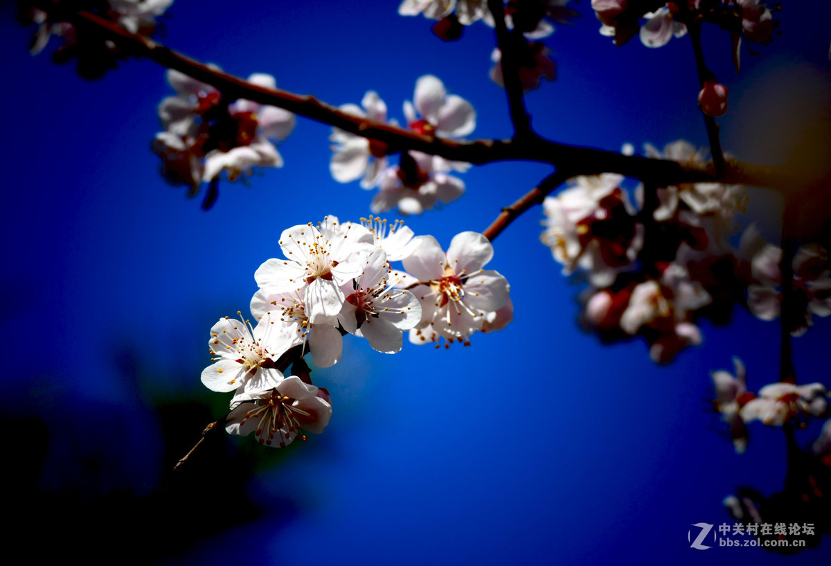 莱卡蓝-玉渊潭拍樱花（风大！有影响）