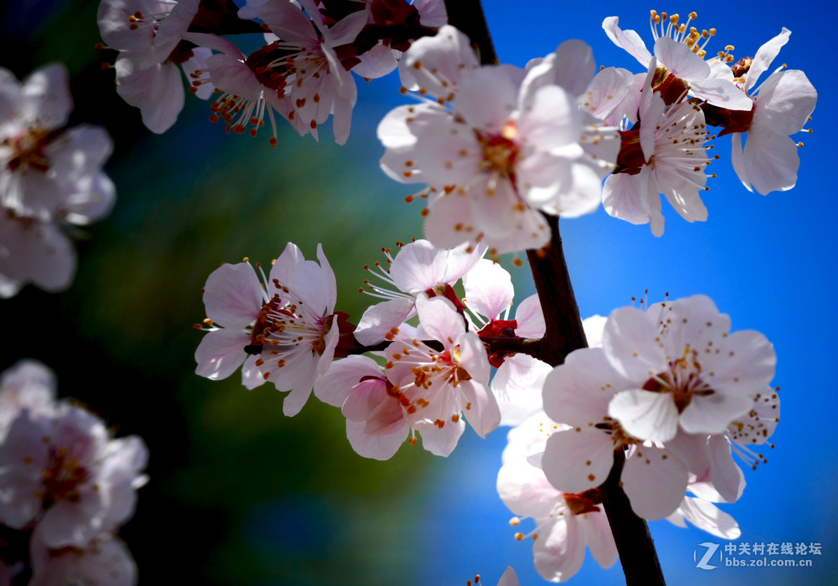 莱卡蓝-玉渊潭拍樱花（风大！有影响）