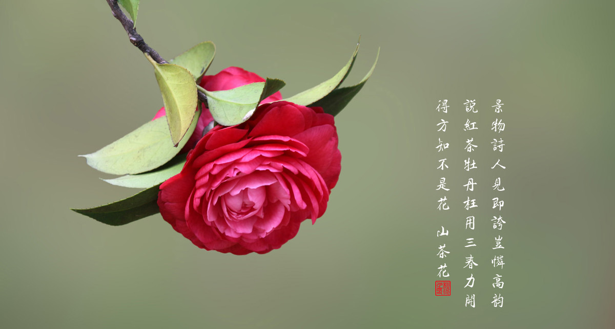 山茶花多久开一次花
