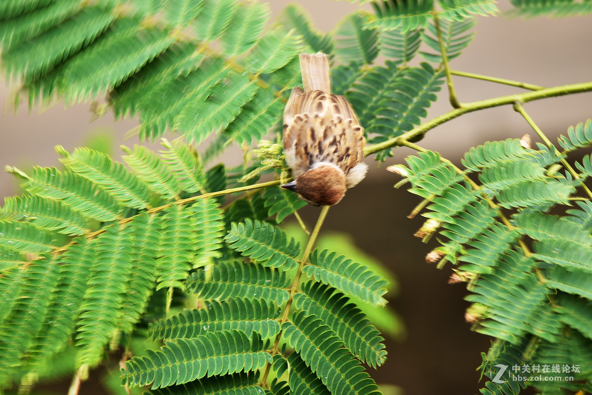 在家的窗台上打麻雀   1