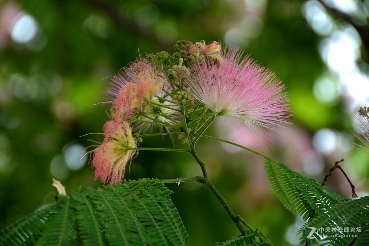 合欢树花开红艳艳