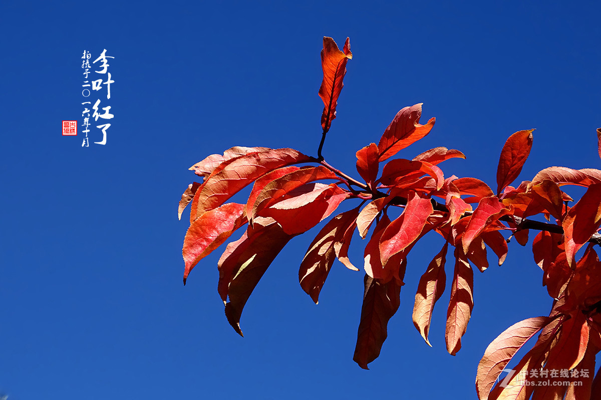 【  “李叶” 红了  】