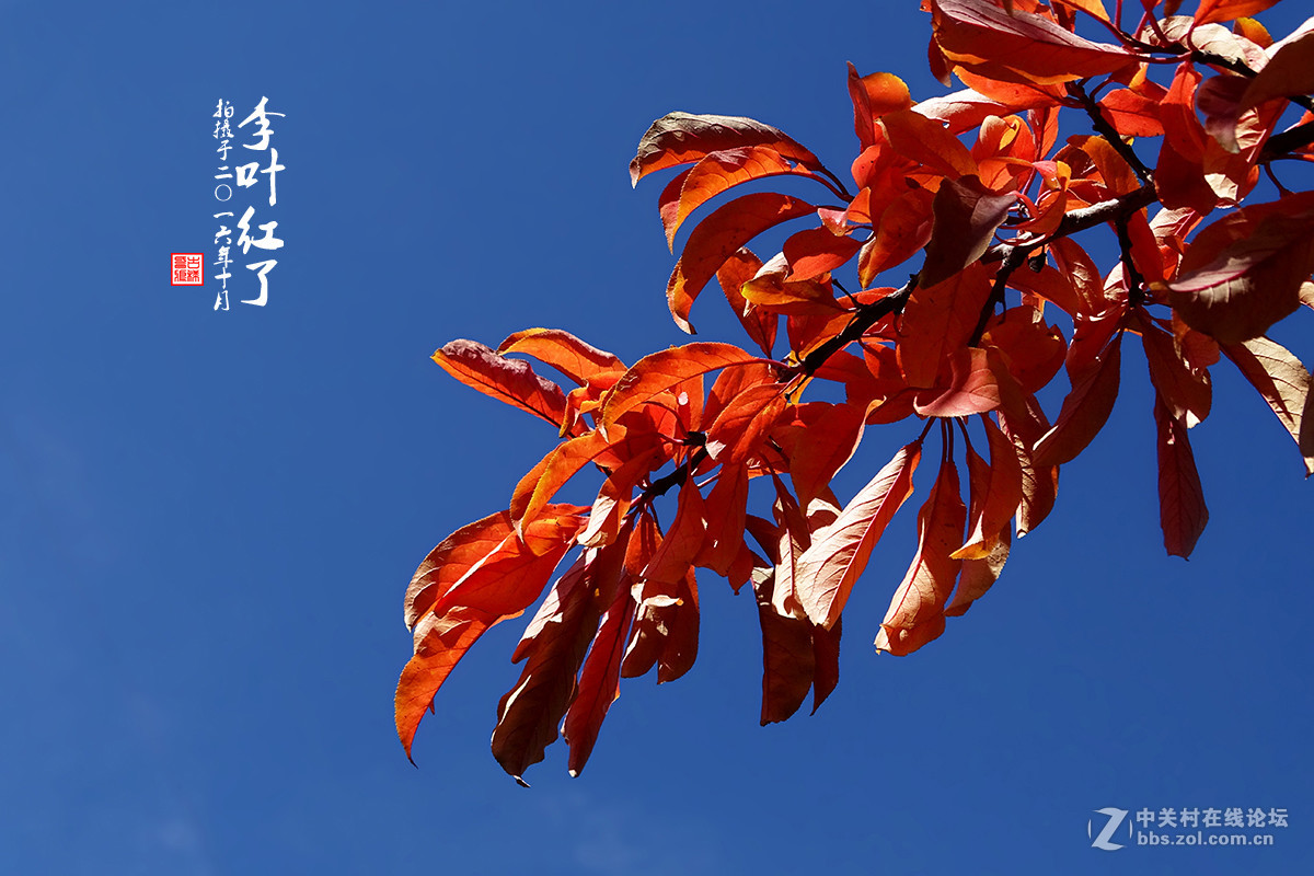 【  “李叶” 红了  】