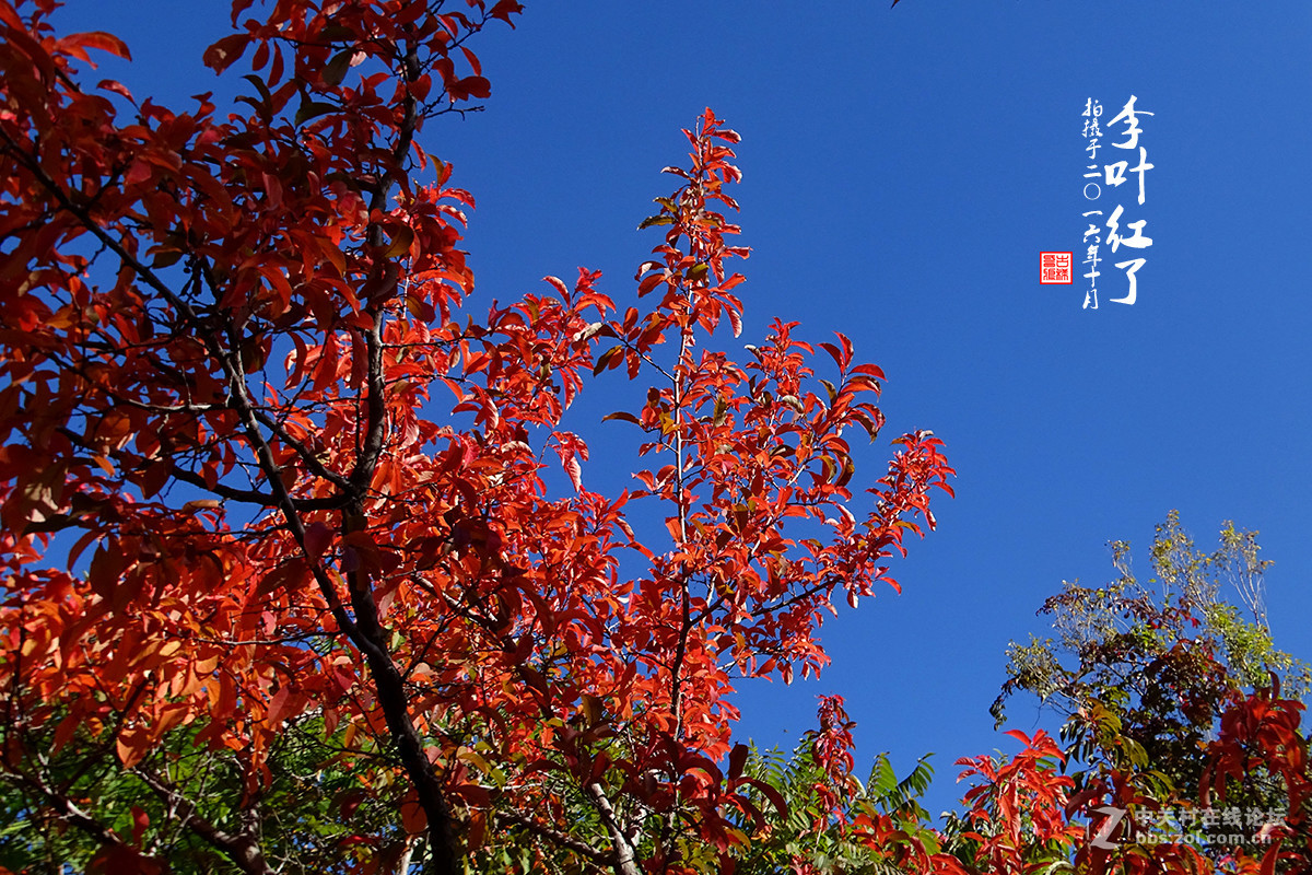 【  “李叶” 红了  】