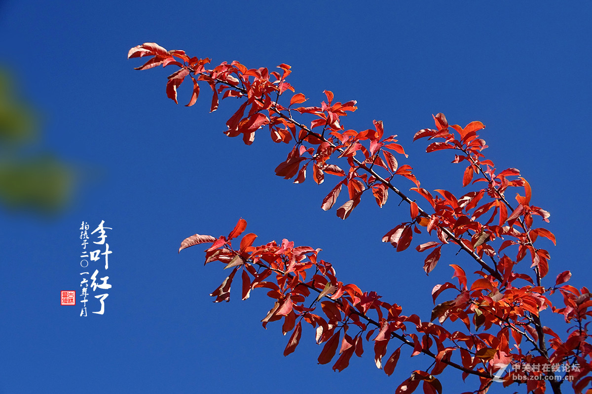 【  “李叶” 红了  】