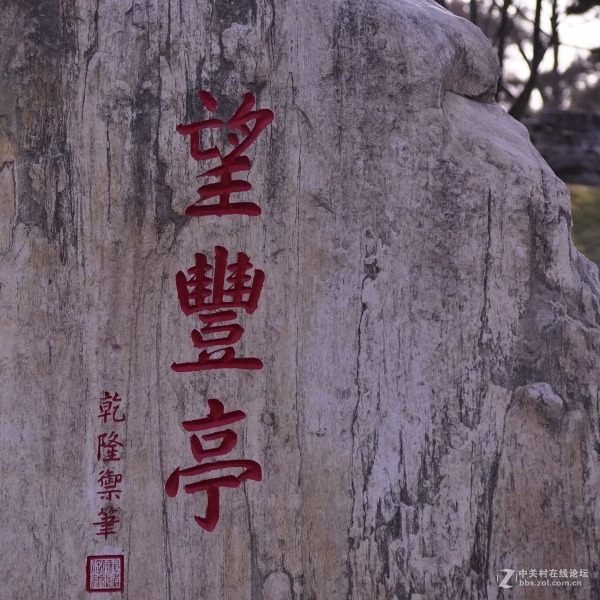 迎春花迎接龙抬头