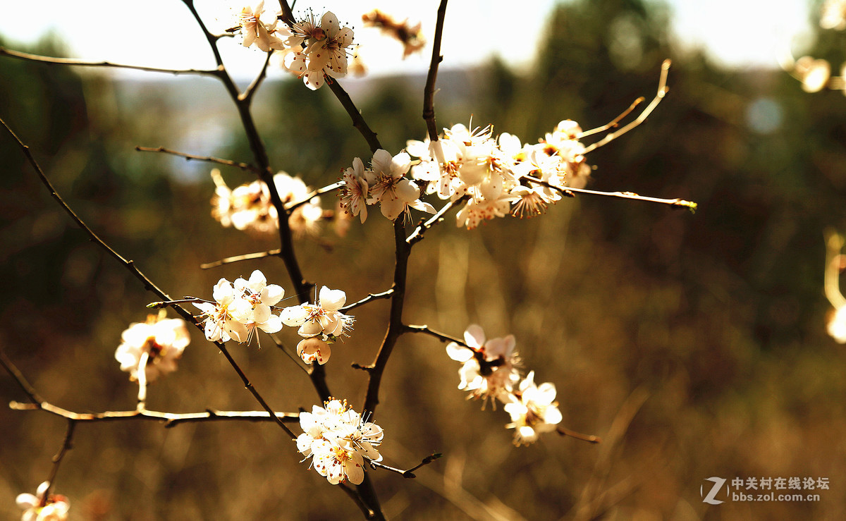 大兴安岭上的野梅花