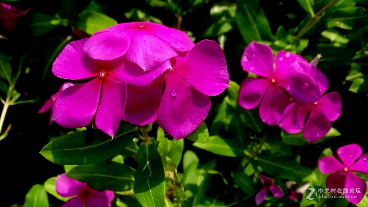 雨後長春花