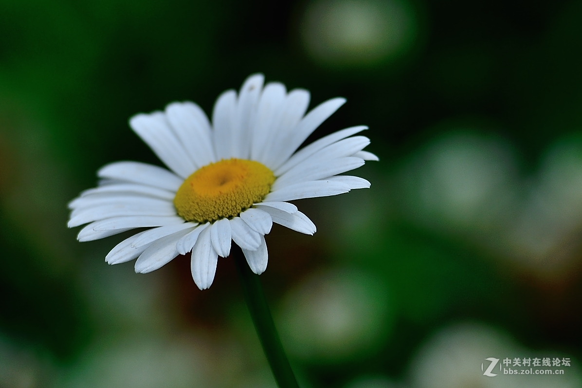 白菊花的花语和象征(白菊花花语是什么意思)