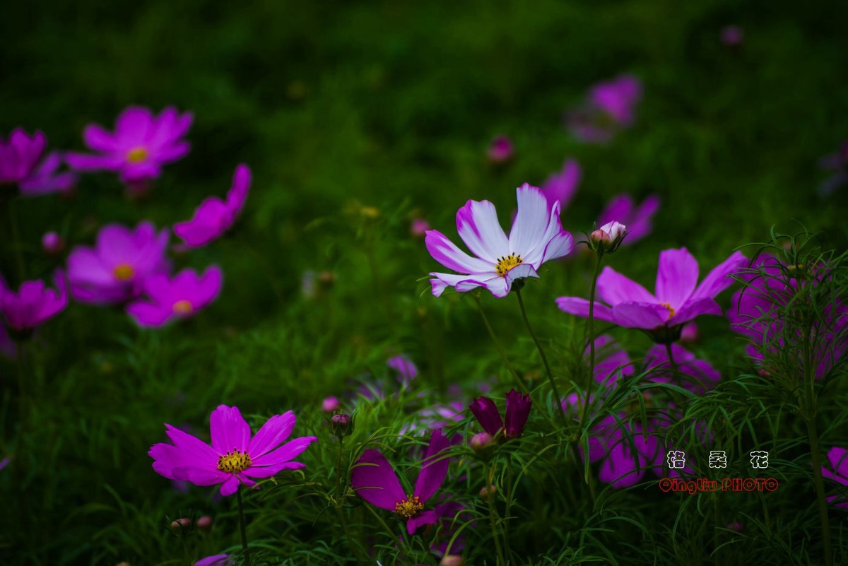 盛開的格桑花東蔡70210