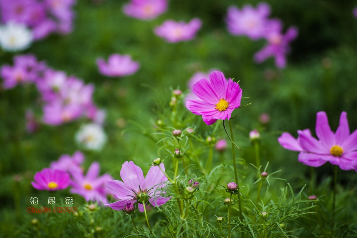 盛開的格桑花東蔡70210