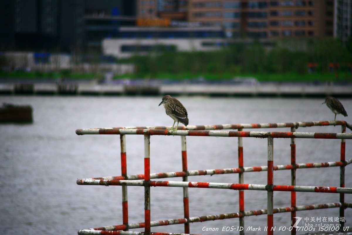 威达70-210 f3.5 黄浦江边打鸟
