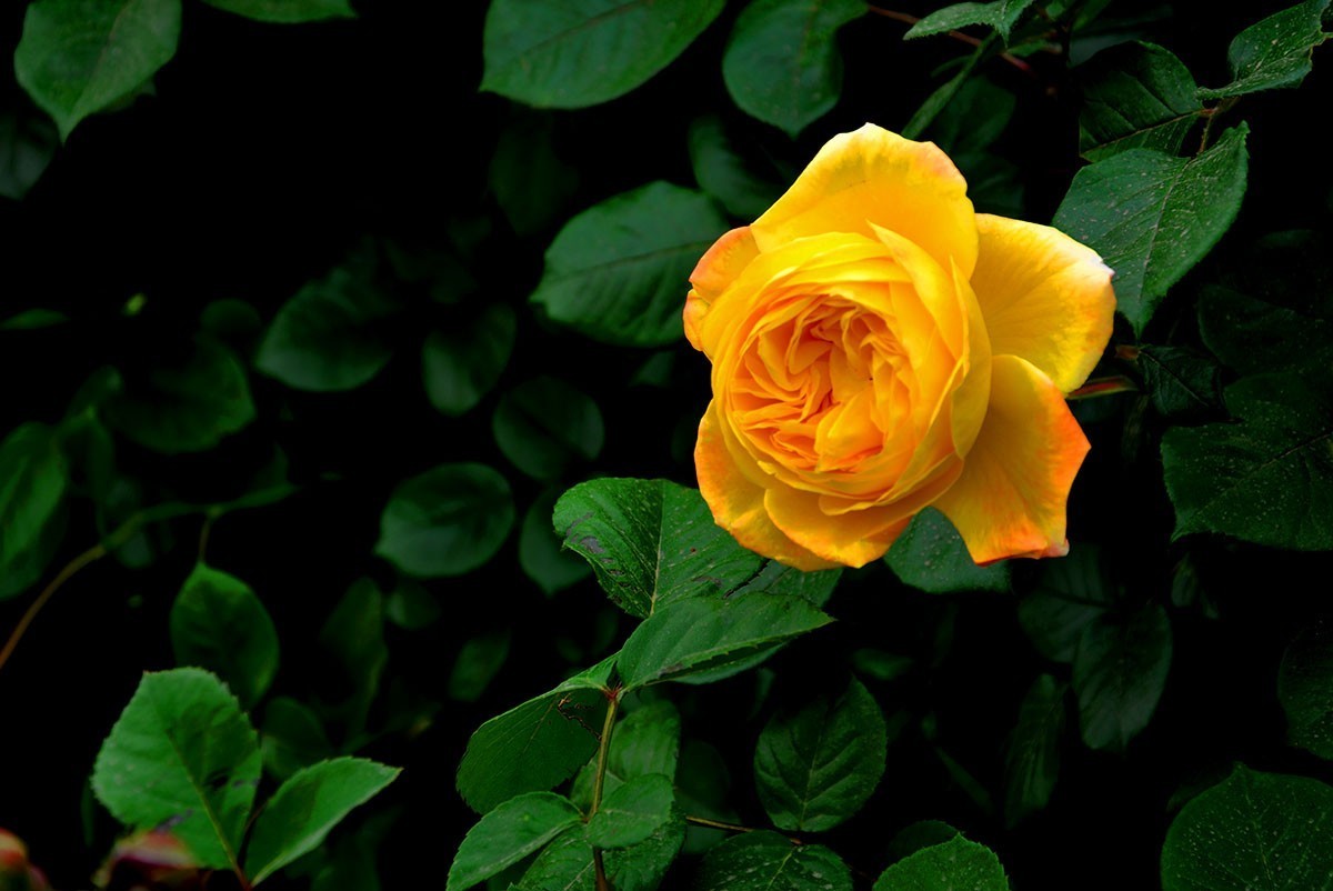 #版主坐堂#2018年3月份《承德》优秀作品选辑