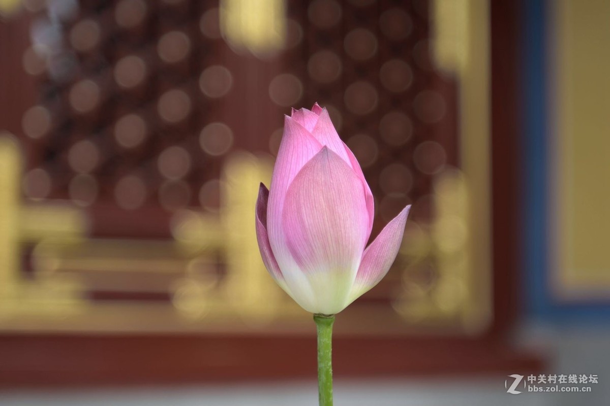 #佳能迷你微单EOS M50-盛夏交流会#佳能改变直男 直男改变姻缘