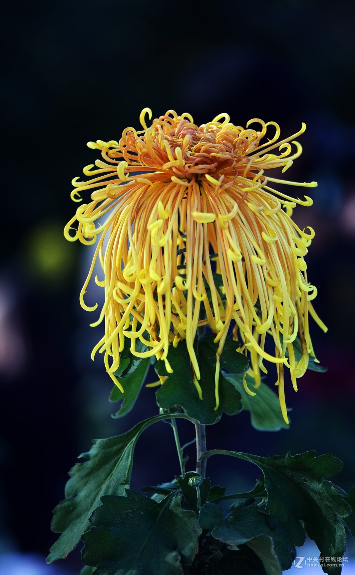 2018郑州市人民公园菊展-2