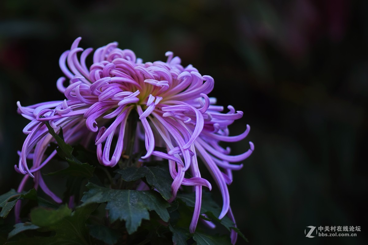 2018郑州市人民公园菊展-2