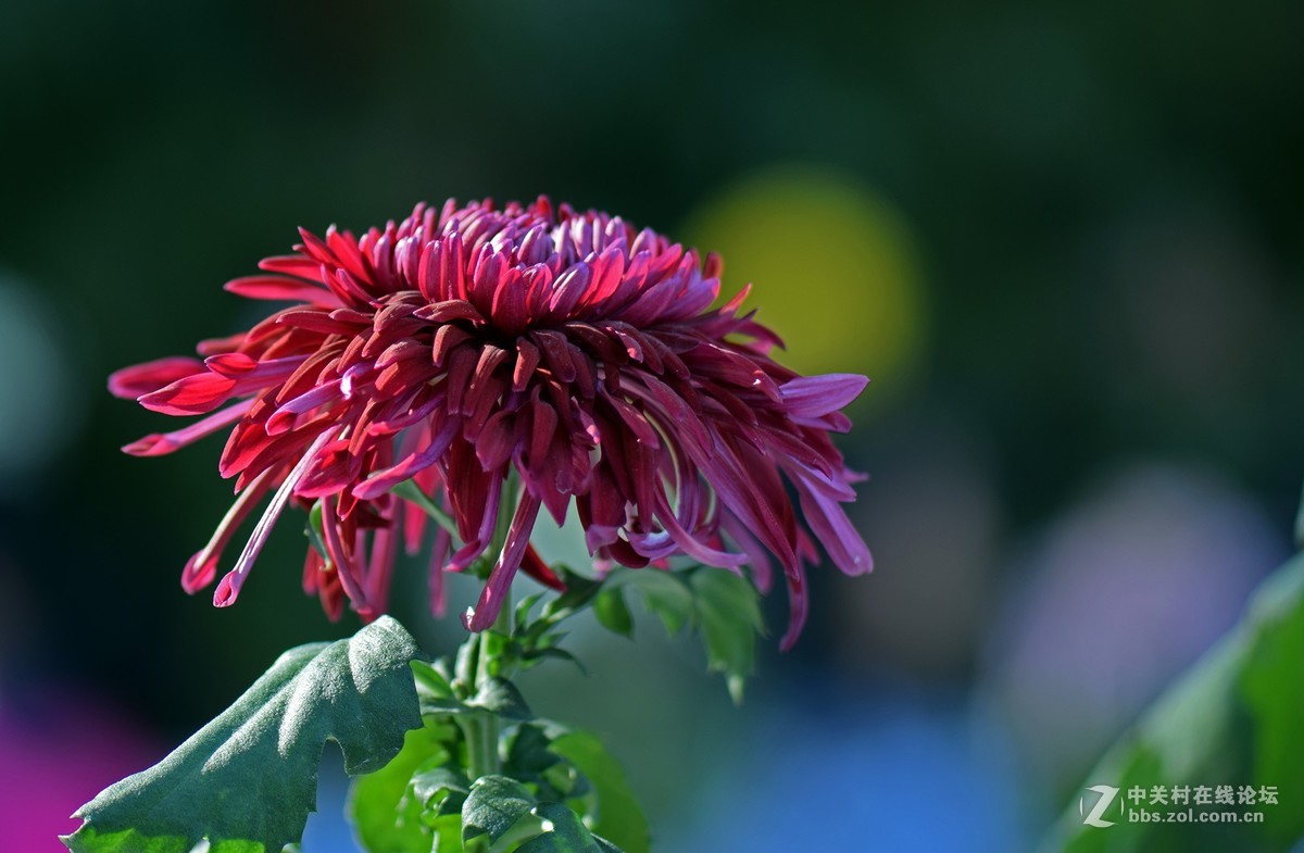 2018郑州市人民公园菊展-2