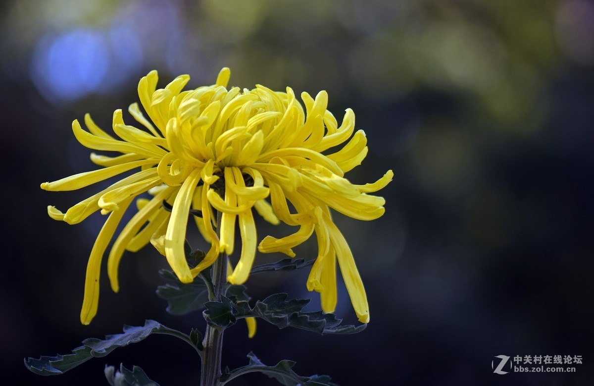 2018郑州市人民公园菊展-2