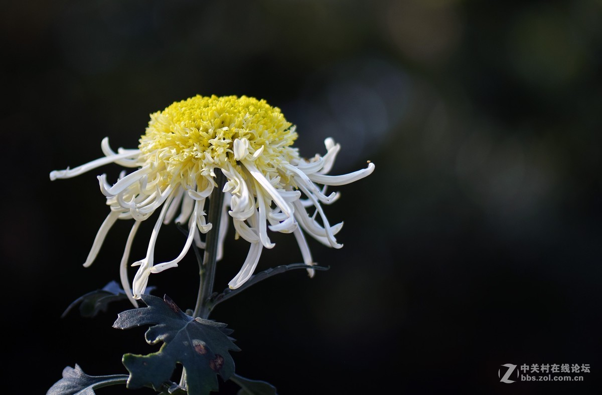 2018郑州市人民公园菊展-2