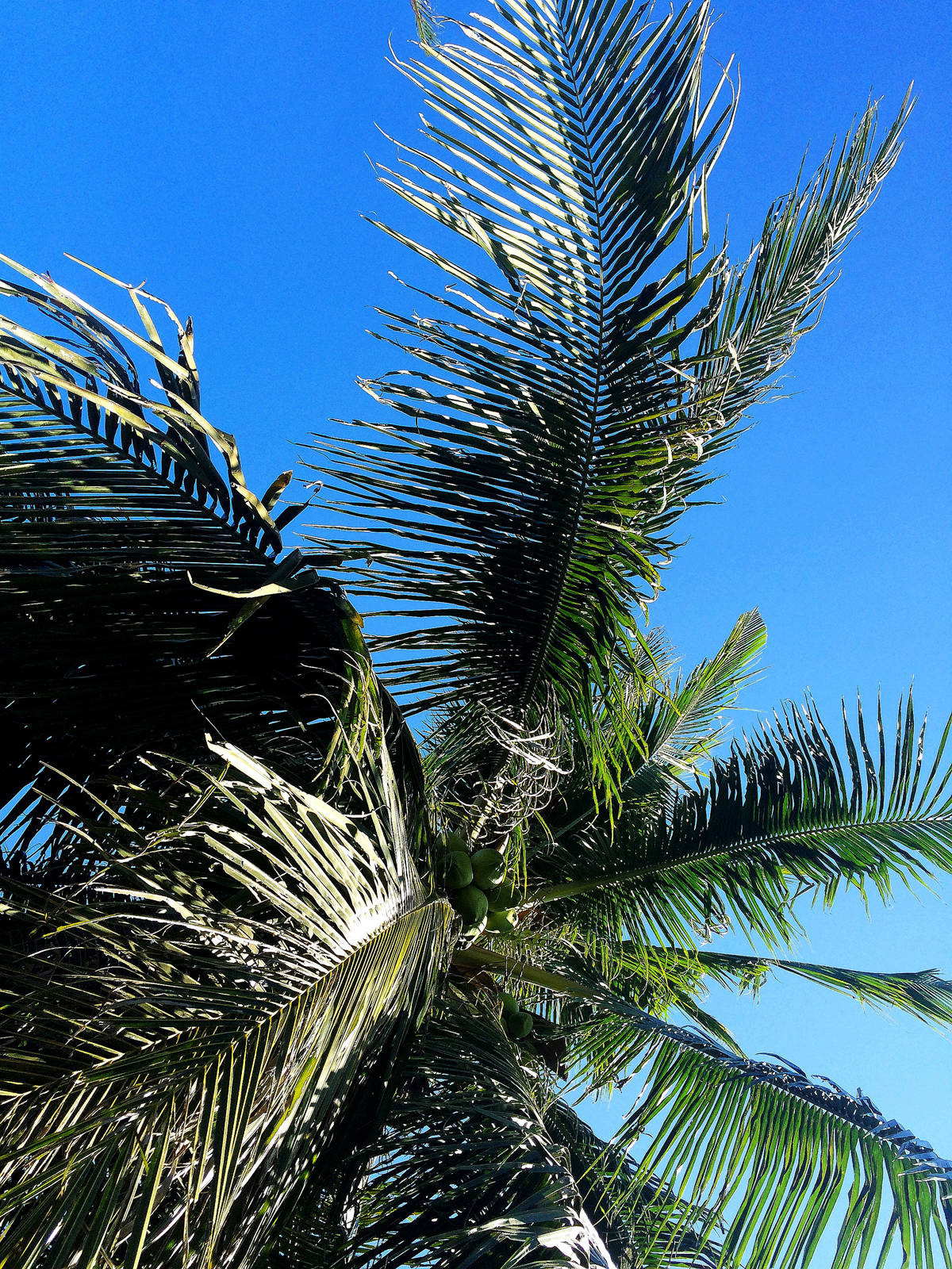 曼谷水果庄园行摄