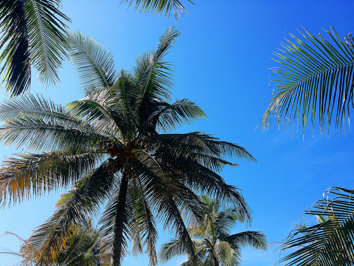 曼谷水果庄园行摄