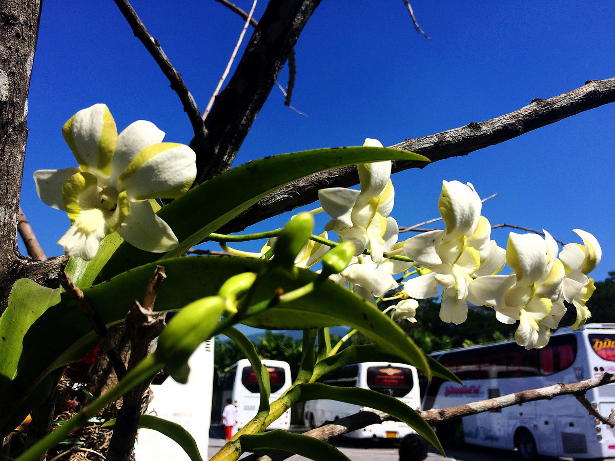 曼谷水果庄园行摄