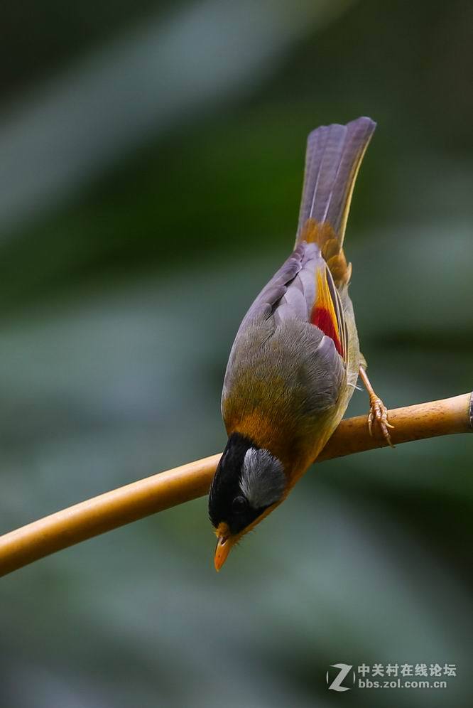 銀耳相思鳥