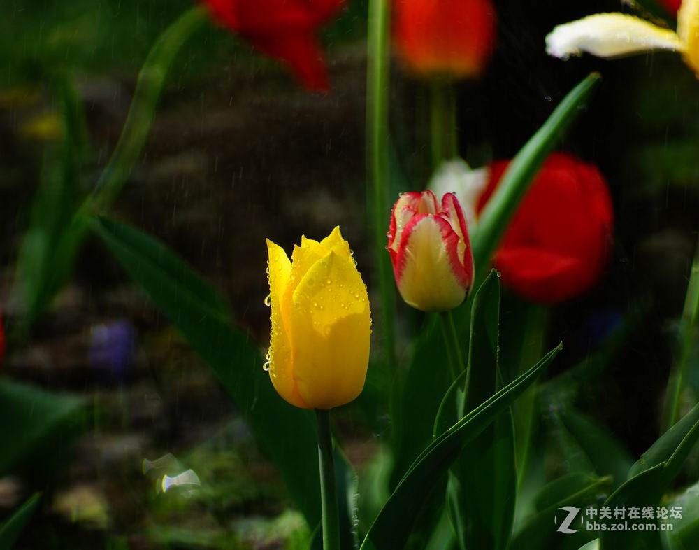 #ZOL月赛-四月物语# ——高贵典雅郁金香