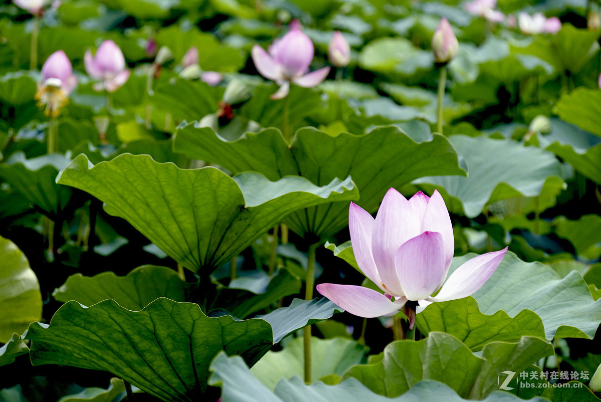 a77北京蓮花池公園的荷花