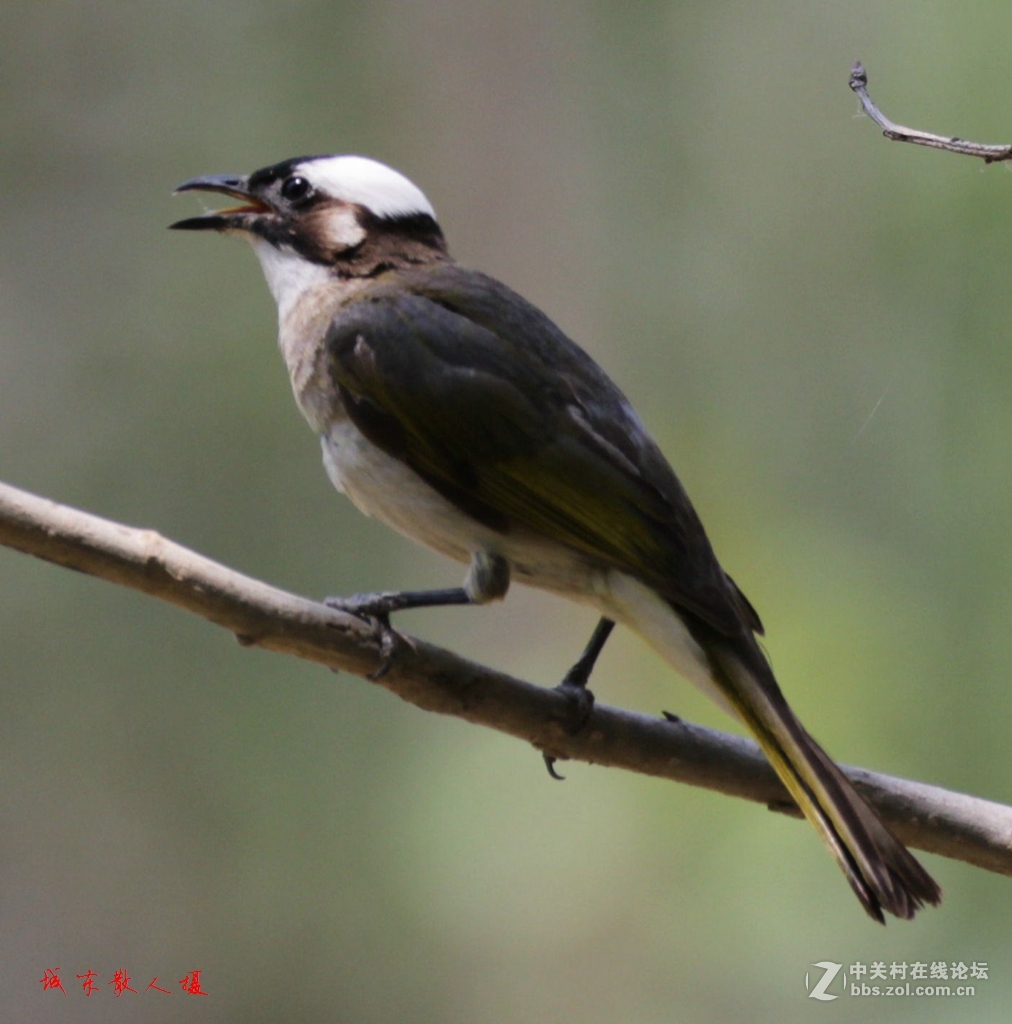 习拍鸟白头翁八