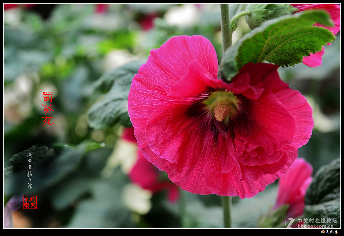 【蜀葵】2016