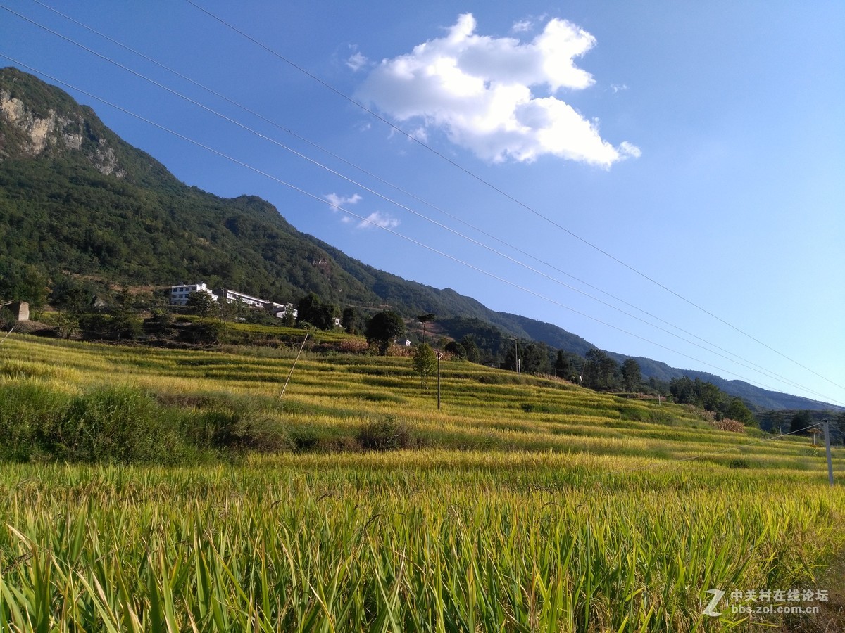 人醉稻香四溢处,   斩获丰收喜悦时