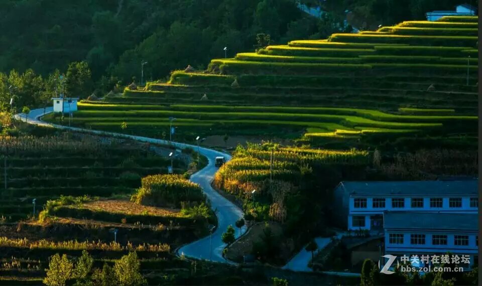 人醉稻香四溢处,   斩获丰收喜悦时