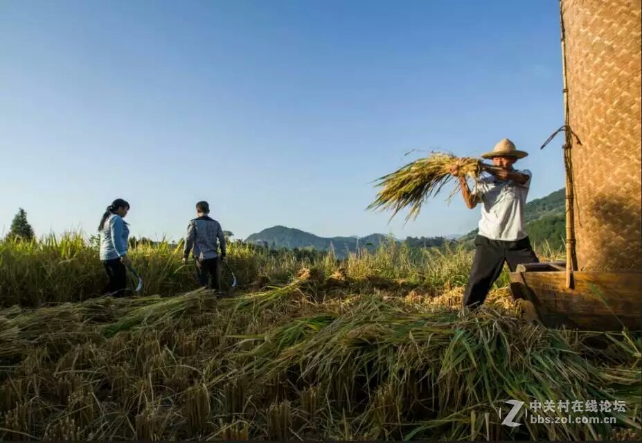 人醉稻香四溢处,   斩获丰收喜悦时
