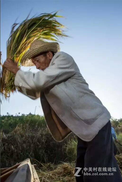 人醉稻香四溢处,   斩获丰收喜悦时