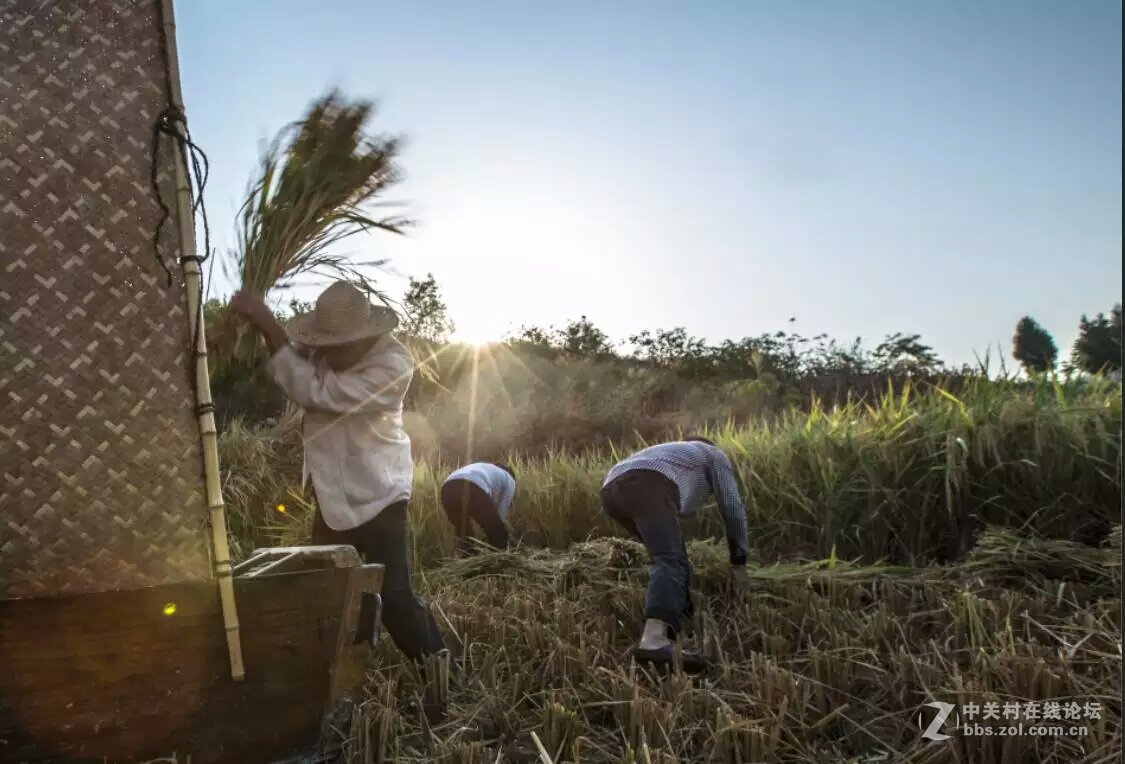 人醉稻香四溢处,   斩获丰收喜悦时