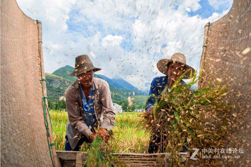 人醉稻香四溢处,   斩获丰收喜悦时