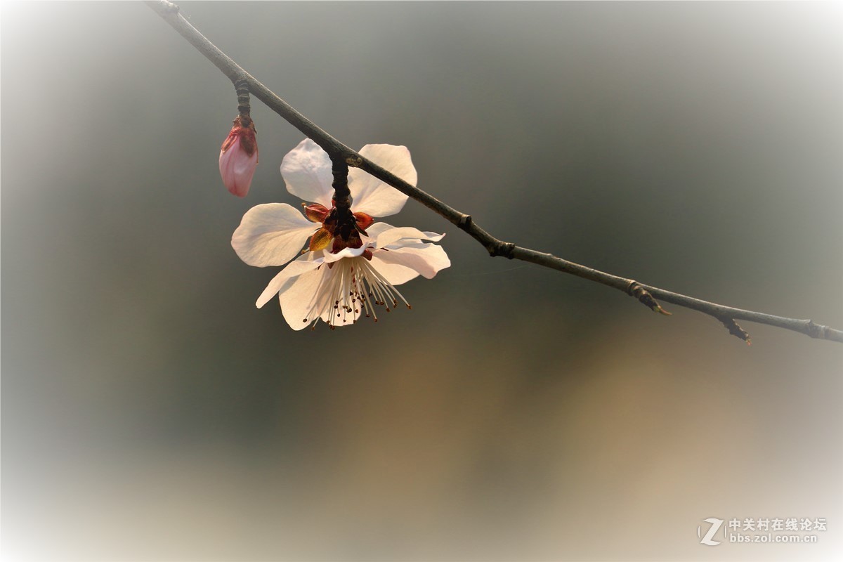 #版主坐堂#索尼 ILCE-7R摄影星空(中国)17-03月份部分单张精华作品推荐