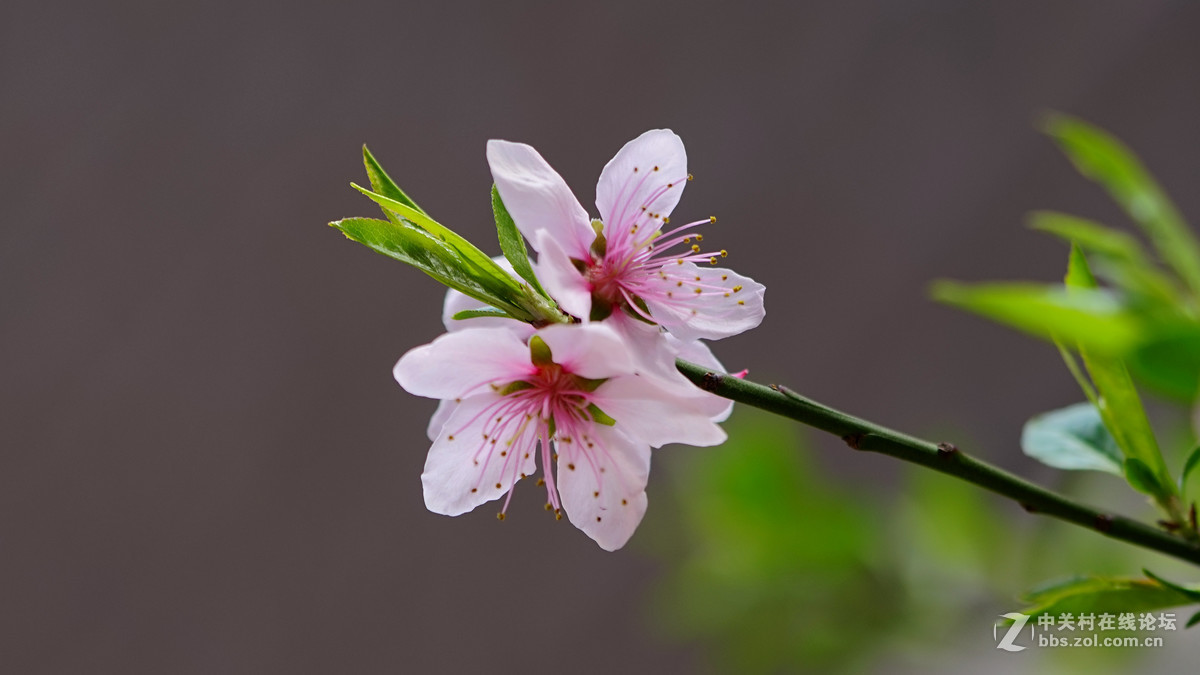 #版主坐堂#索尼 ILCE-7R摄影星空(中国)17-03月份部分单张精华作品推荐