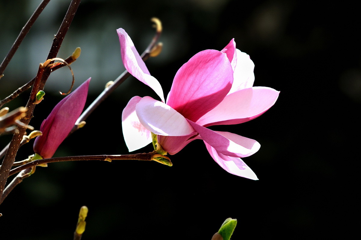 贺贴《玉兰花》，祝“二八探索”师友荣任长沙版主！