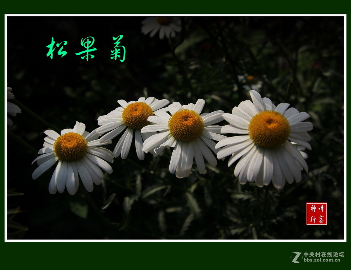 关东百花园（100）——松果菊