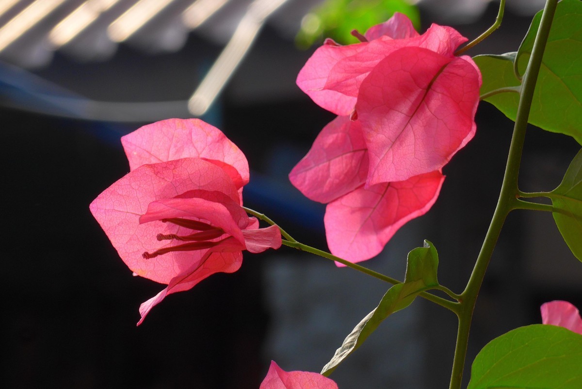 泰国春武里府差拉动物王国