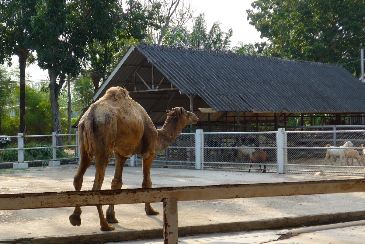 泰国春武里府差拉动物王国