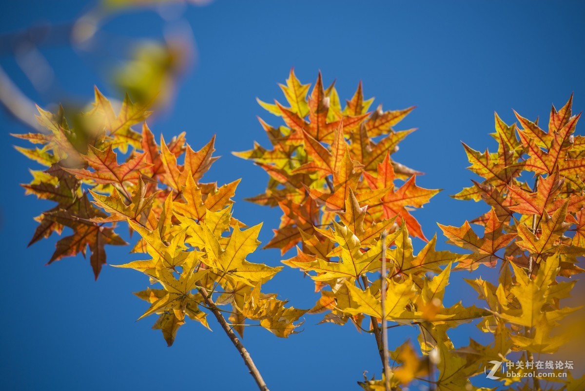 秋天的色彩2